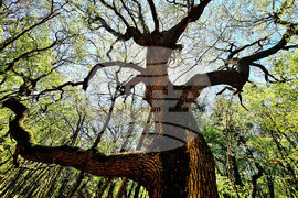 Варна - Природен парк "Златни пясъци"