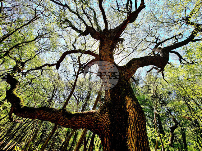 Варна - Природен парк "Златни пясъци"