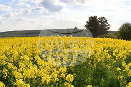 Село Лудогорци - рапица