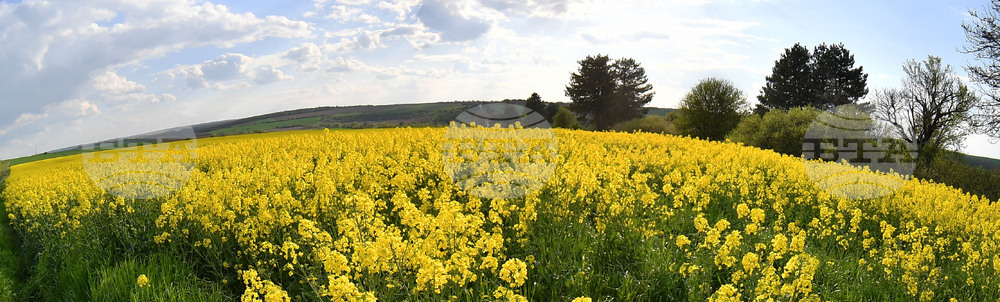 Село Лудогорци - рапица