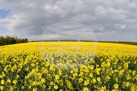 Село Лудогорци - рапица
