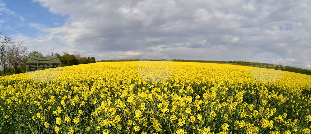 Село Лудогорци - рапица