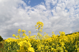 Село Лудогорци - рапица