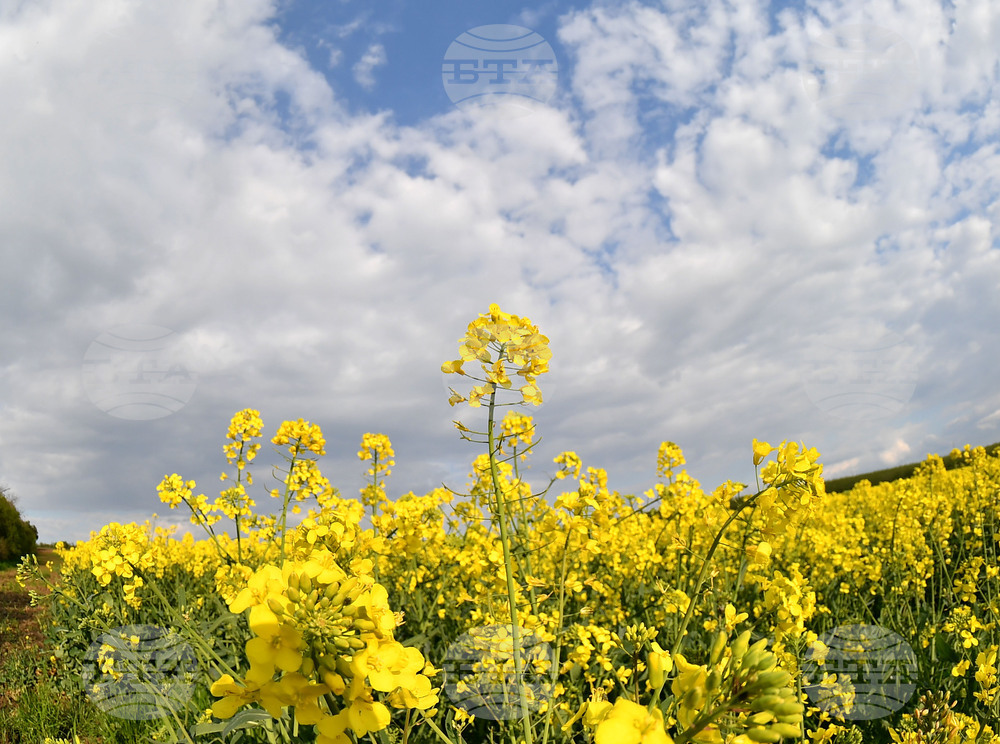 Село Лудогорци - рапица