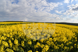 Село Лудогорци - рапица