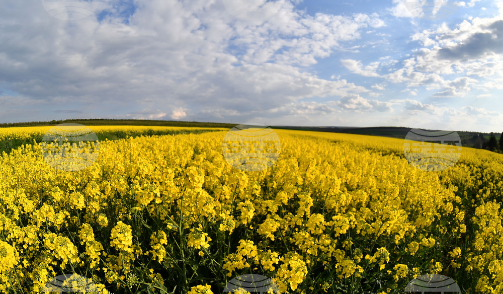 Село Лудогорци - рапица