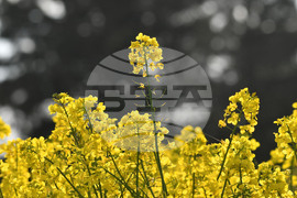 Село Лудогорци - рапица