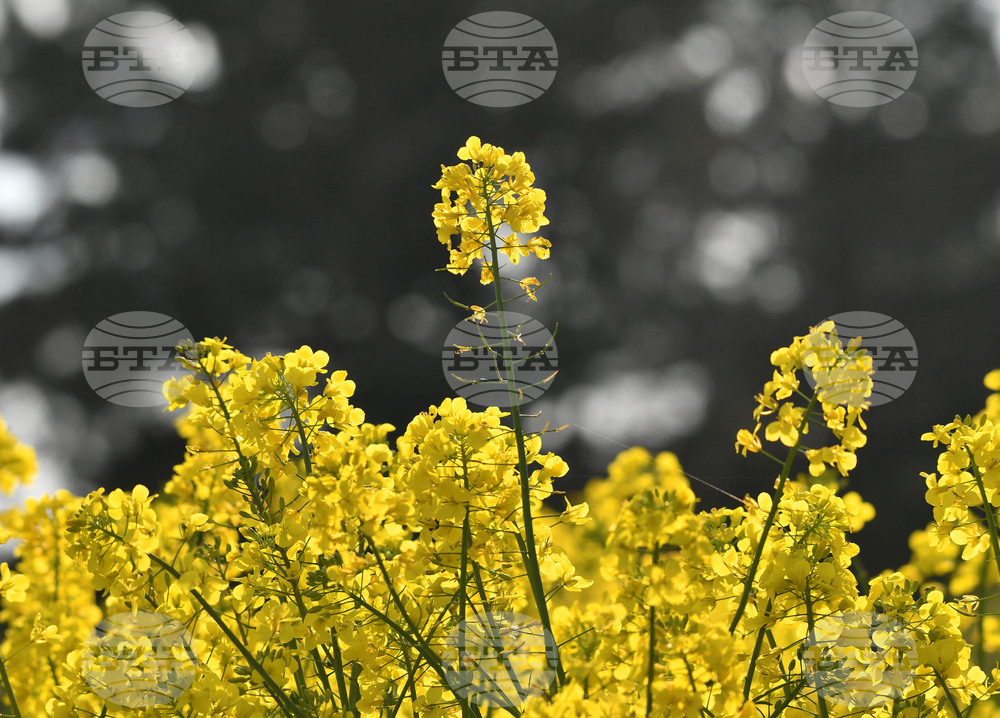 Село Лудогорци - рапица