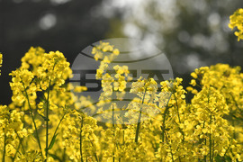 Село Лудогорци - рапица