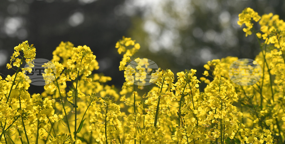 Село Лудогорци - рапица