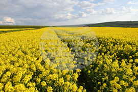 Село Лудогорци - рапица