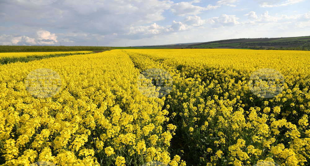 Село Лудогорци - рапица