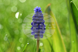 Село Голям Поровец - пролетни цветя