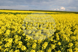 Село Лудогорци - рапица