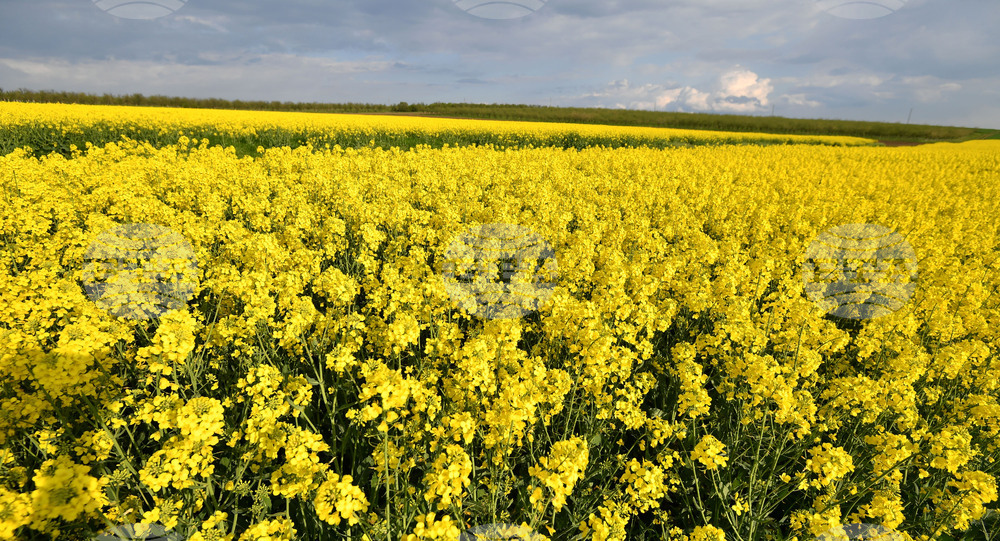 Село Лудогорци - рапица