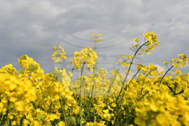 Село Лудогорци - рапица