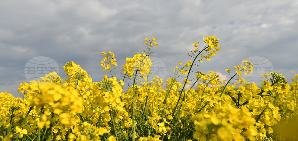 Село Лудогорци - рапица