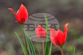 Село Голям Поровец - пролетни цветя