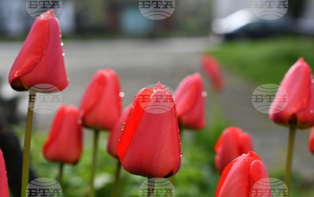 Село Голям Поровец - пролетни цветя