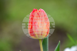 Село Голям Поровец - пролетни цветя