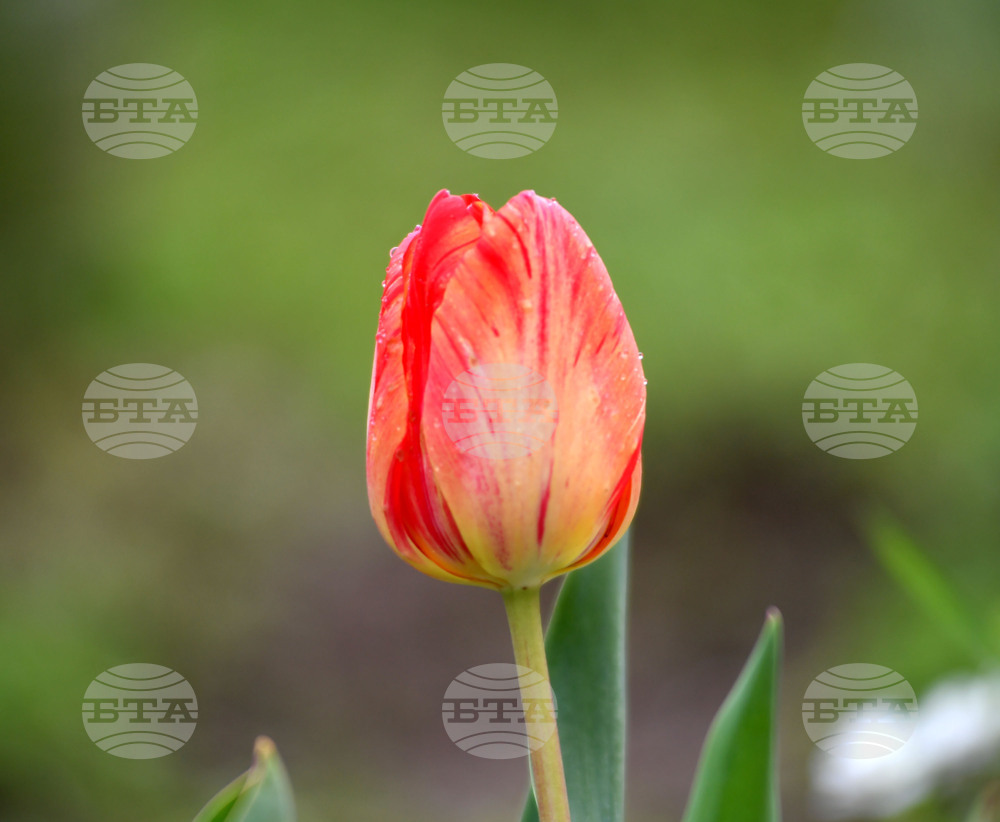 Село Голям Поровец - пролетни цветя