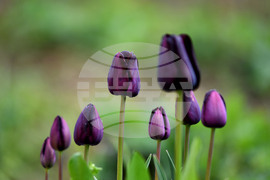 Село Голям Поровец - пролетни цветя