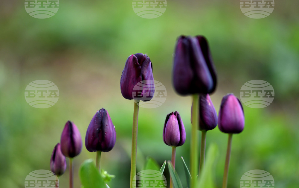 Село Голям Поровец - пролетни цветя