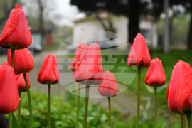 Село Голям Поровец - пролетни цветя