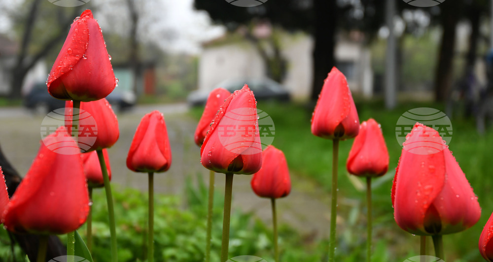 Село Голям Поровец - пролетни цветя