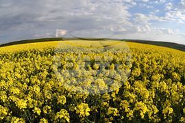 Село Лудогорци - рапица