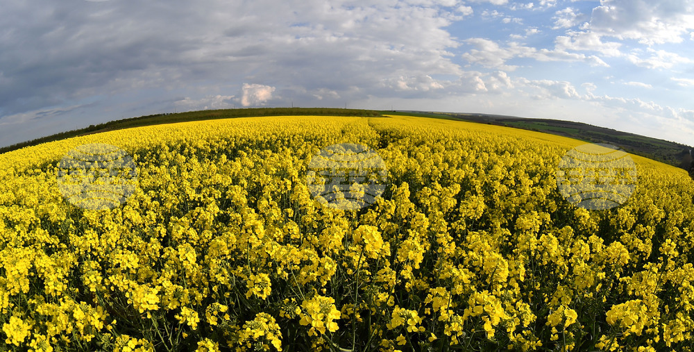 Село Лудогорци - рапица