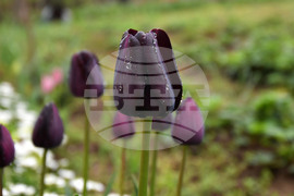 Село Голям Поровец - пролетни цветя