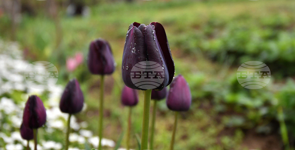 Село Голям Поровец - пролетни цветя