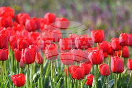 Село Голям Поровец - пролетни цветя