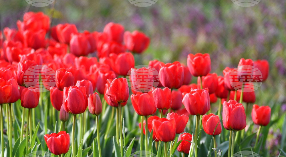 Село Голям Поровец - пролетни цветя