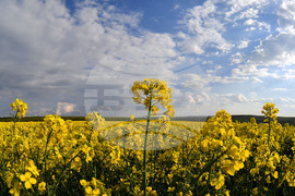 Село Лудогорци - рапица