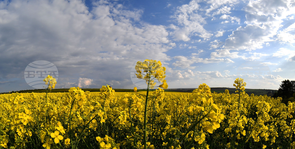 Село Лудогорци - рапица