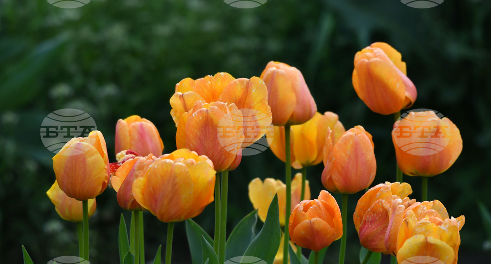 Село Голям Поровец - пролетни цветя