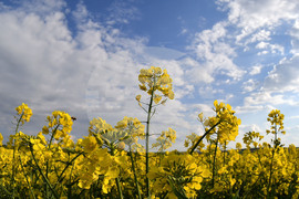 Село Лудогорци - рапица