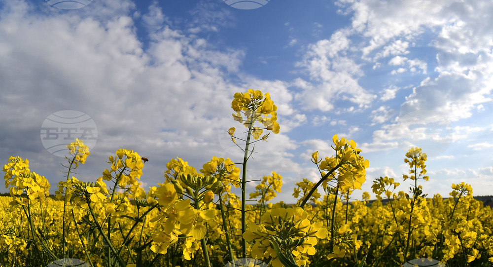 Село Лудогорци - рапица