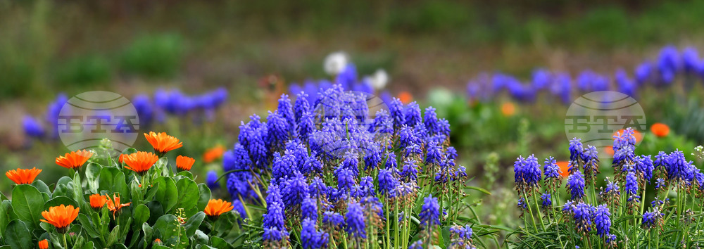 Село Голям Поровец - пролетни цветя