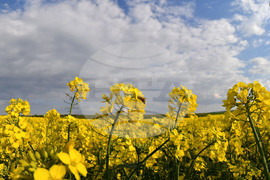 Село Лудогорци - рапица