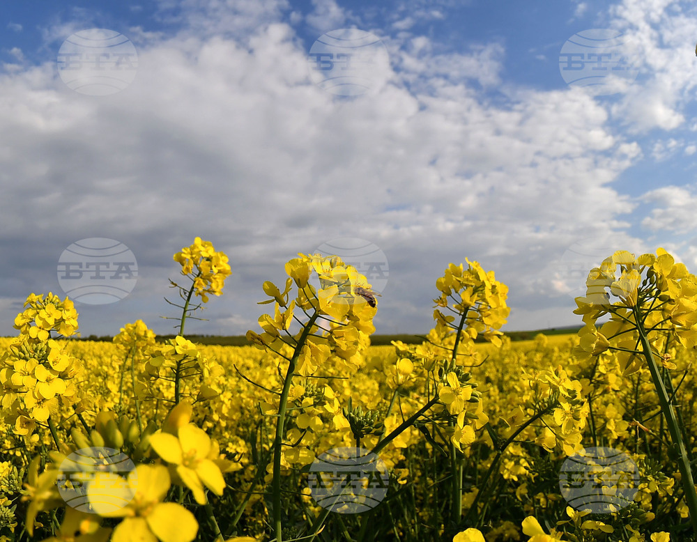 Село Лудогорци - рапица