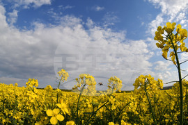 Село Лудогорци - рапица