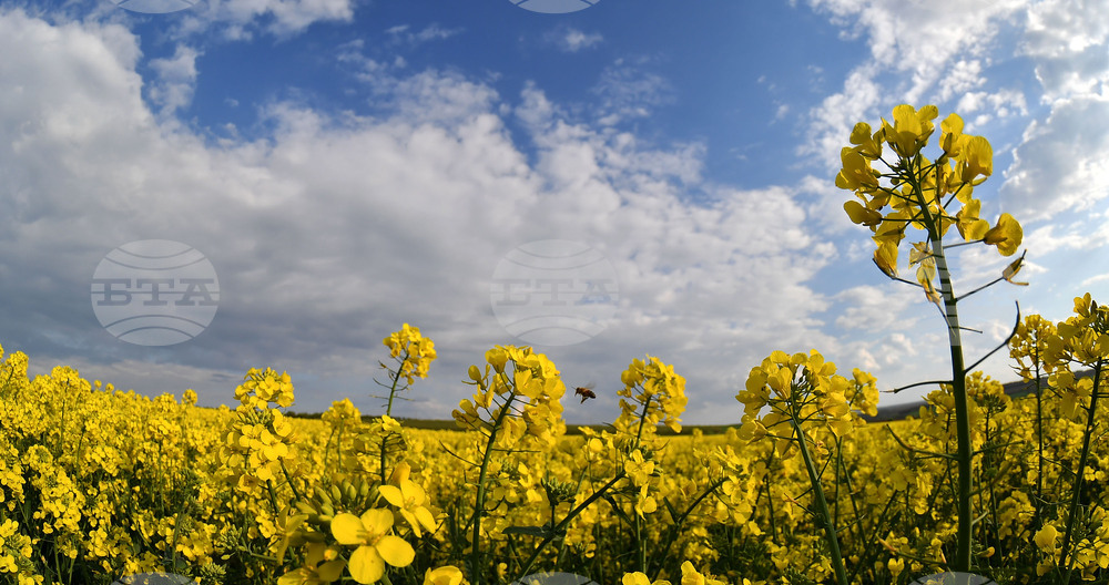 Село Лудогорци - рапица