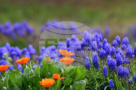 Село Голям Поровец - пролетни цветя