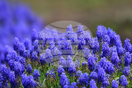 Село Голям Поровец - пролетни цветя