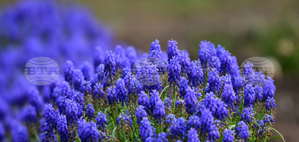 Село Голям Поровец - пролетни цветя