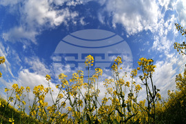 Село Лудогорци - рапица