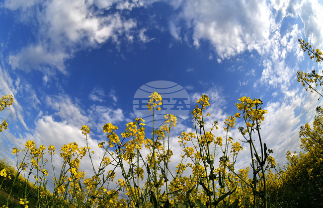 Село Лудогорци - рапица